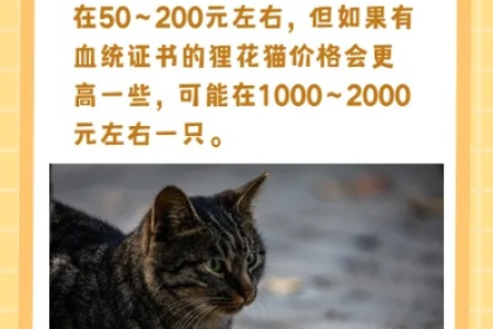想买中国狸花猫？看看现在大概多少钱一只