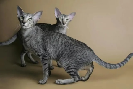 长寿的猫品种有哪些？猫咪寿命排行榜大揭秘！