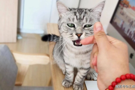 怎么知道猫咪是不是把你当主人？8个细节帮你判断！