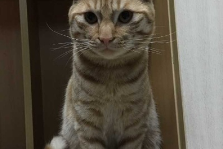 1000元左右就能养的猫？这些猫咪好看又好养活