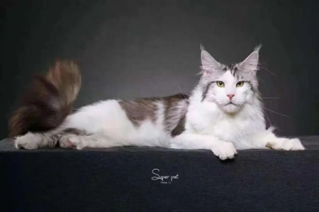 缅因猫优点缺点全解析：养它之前你需要知道这些！