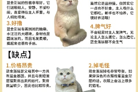 稀有猫咪蓝金渐层：价格、性格与挑选技巧