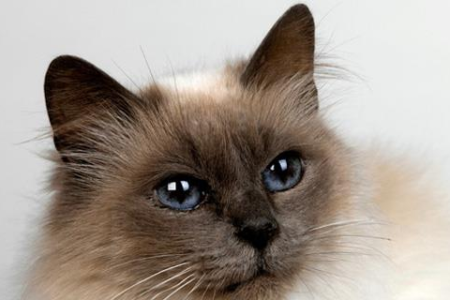 猫咪智商排行榜前十名：看看你的爱猫排第几