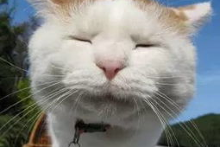 十大最贵名猫大揭秘，看看你认识几种？