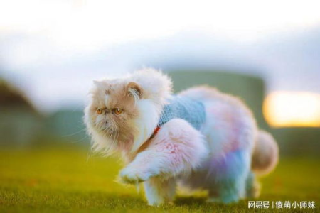 揭秘猫智商排名前十，哪些猫咪最聪明？