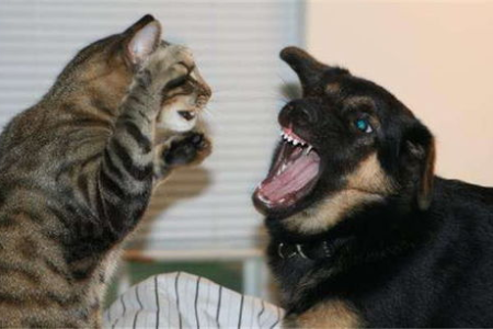 家里猫狗，主人遇到危险它们会如何选择？