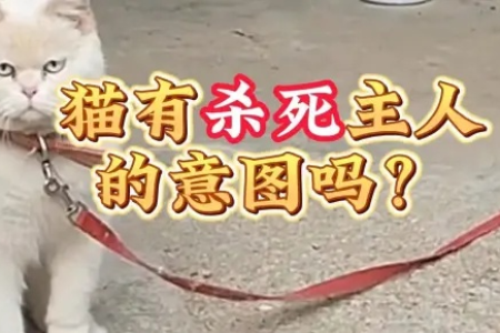 猫咪真的有杀主人的意识吗？铲屎官必看！
