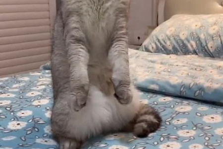 猫晚上看得见东西吗？猫夜视能力的秘密