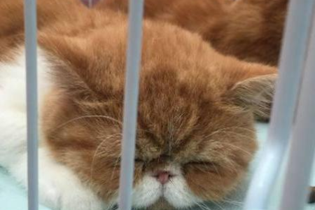 猫的胡须是干什么用的？6个你不知道的神奇功能