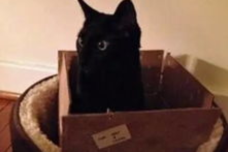 养猫还是养狗？猫和狗的本质区别全解析
