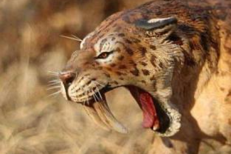 家猫和宠物猫的差异：从饲养到性格全方位对比
