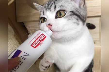 猫咪流口水口臭怎么办？原因及解决方法都在这里