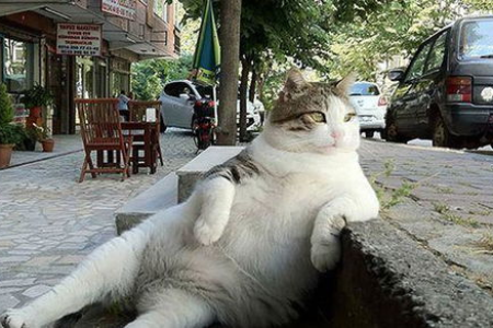 猫和狗的忠诚度差别在哪？探索猫狗行为背后的秘密