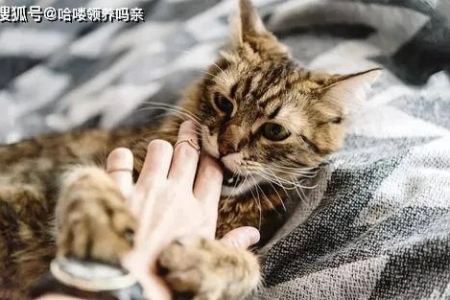 猫咪对你又叫又咬？快速识别猫反感你的行为和解决方法！