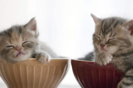 养公猫还是母猫更省心？铲屎官必读的猫咪选择建议！