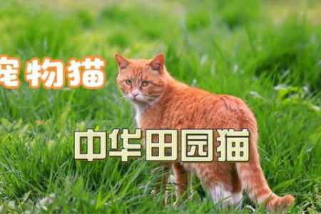 超详细中华田园猫品种介绍：了解它们独特的魅力