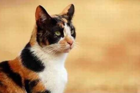 最全中华田园猫品种大全：带你认识中国土猫