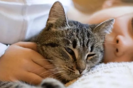 送猫给别人猫咪会伤心吗？猫咪换主人的注意事项及建议