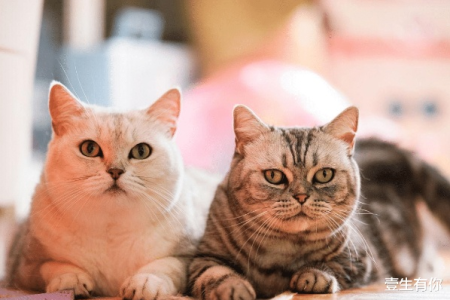 想养猫？一只还是两只？深度解析优缺点帮你做决定