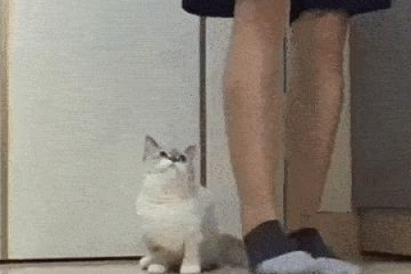 寄养后猫咪行为异常？可能是这些后遗症！