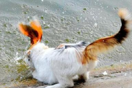 家里猫丢了怎么办？实用寻猫方法大公开