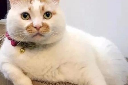 家里猫咪爱咬人？教你如何理解和避免猫咪咬人行为