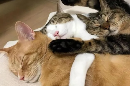 解开谜团：猫咪为什么喜欢和你一起睡觉？