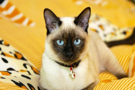 最受欢迎的猫咪品种排行榜新鲜出炉，看看你的爱猫上榜没？