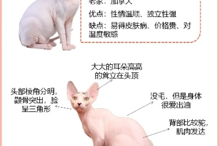 无毛猫价格是多少？宠物市场行情及购买建议