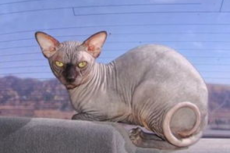 为什么斯芬克斯猫这么贵？看看它的独特之处