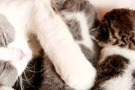 猫咪咕噜咕噜叫啥意思？解密猫咪神秘呼噜声