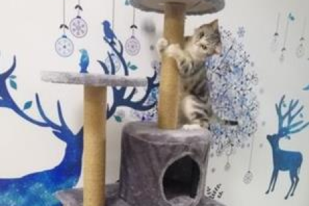 猫咪爬架怎么选？材质、高度、款式，一次性搞定！