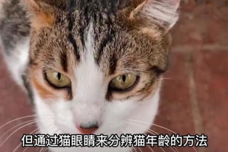 猫咪几岁了？从牙齿就能看出猫咪的年龄