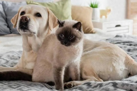 纠结养猫还是养狗？这份对比分析帮你轻松决定！