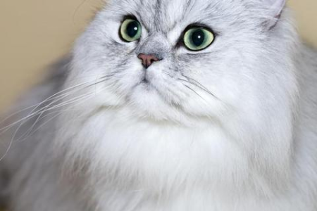 世界十大名猫排行榜，你最想养哪一只？