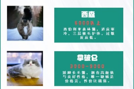世界十大名猫品种特征及价格，养猫指南来啦！