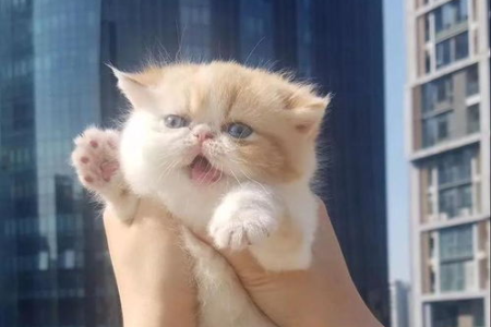 为什么那么多人养猫？养猫的十大好处，你必须知道！