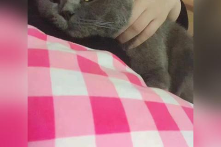 猫踩奶是什么意思？猫咪“踩奶”的可爱行为背后