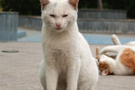 你知道吗？一窝猫可能有多个爸爸！揭秘猫咪交配行为