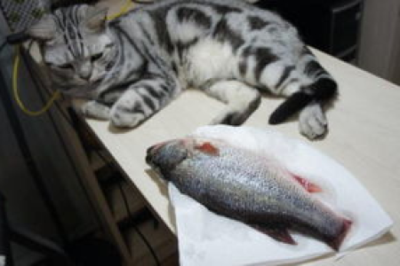 猫咪爱吃鱼是天性吗？事实并非如此简单
