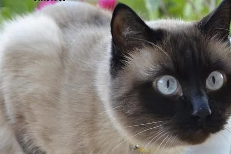 暹罗猫变黑是基因问题吗？探索猫咪毛色变化之谜