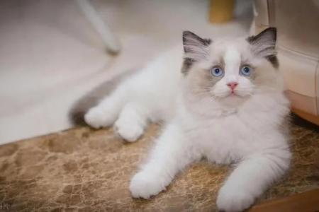 如何挑选布偶猫？一看就会的品相鉴别技巧，简单实用