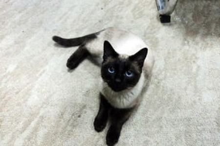 暹罗猫有多聪明？带你了解暹罗猫的智商