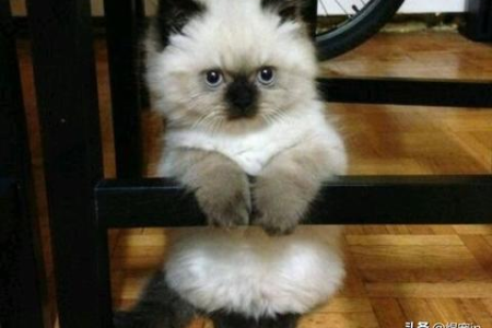 暹罗猫和布偶猫哪个更适合你？从外观到性格全面对比！