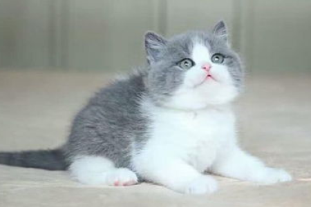 英国短毛猫能活几年？寿命及影响因素