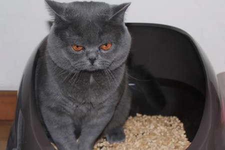 英短猫体重多少才算健康？详解英国短毛猫不同阶段的体重标准