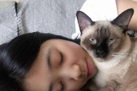 暹罗猫有多粘人？铲屎官必看：暹罗猫粘人指数大揭秘
