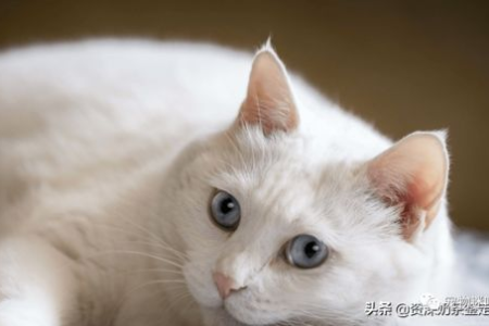 想养暹罗猫？先了解它的寿命！暹罗猫能活多久，怎么养才能更长寿？