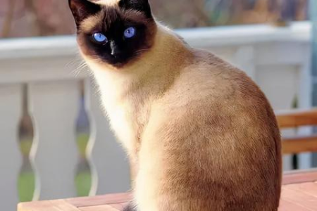 暹罗猫品相怎么看？新手小白也能轻松挑选好猫！