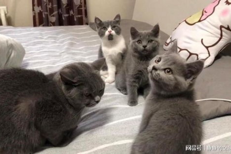 英短公猫母猫发情特征大不同？一看就懂